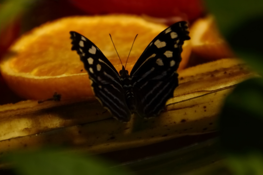 2012 08 03 9999 1037